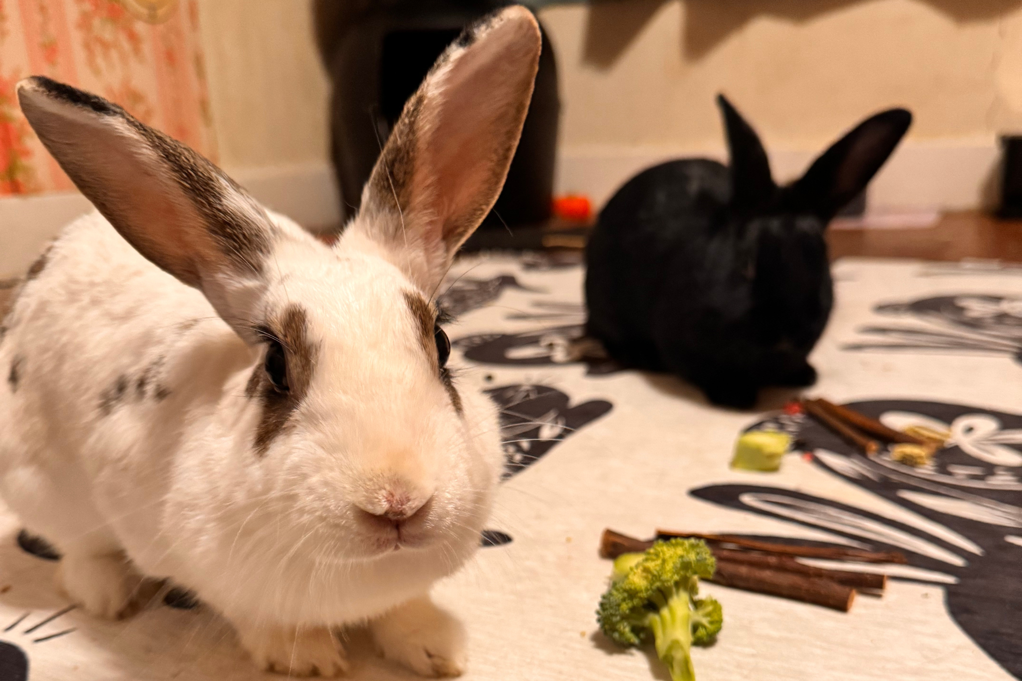 Two of our rescue bunnies, eating veggies