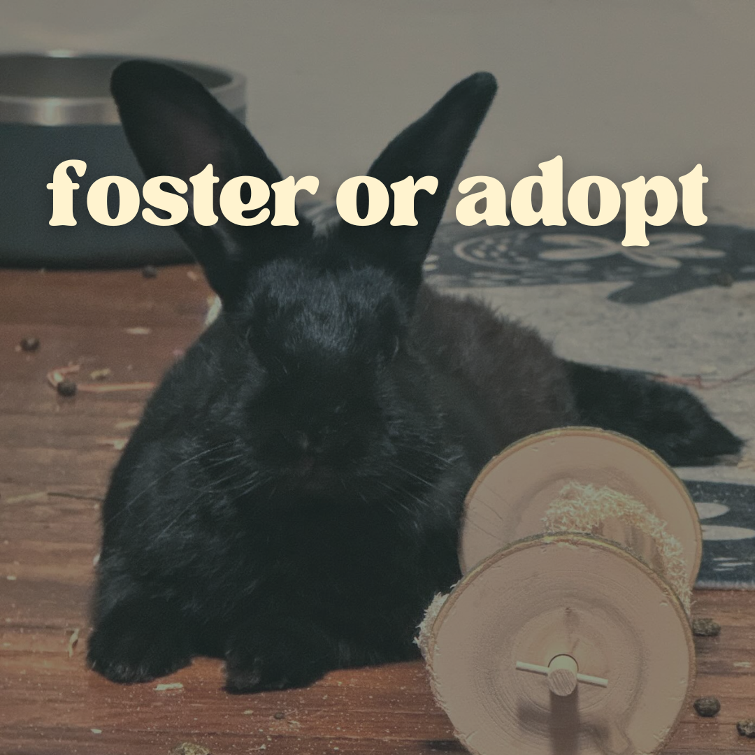 Foster or Adopt