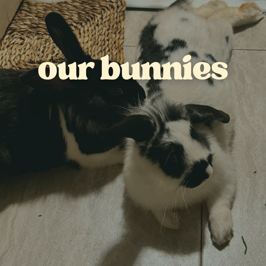 Our Bunnies